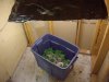 grow02_15days-10-02_4114.upload.jpg