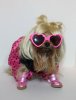 Pippin-Yorkie-Gaga.jpg