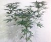 malacath-489714-albums-holy-grail-kush-8-ball-kush-strawberry-blue-moby-dick-cannalope-kush-grap.jpg