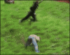 British-Cheese-Rolling-Grass-Rash-Fail.gif