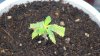 grow1_day20_01.jpg