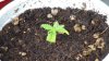 grow1_day20_09.jpg