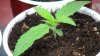 grow1_day20_02.jpg