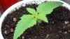 grow1_day20_03.jpg