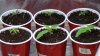 grow1_day20_10.jpg