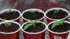 grow1_day20_11.jpg