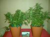 Trainwreck Clones 42 Days From Rooting Ready 1.jpg