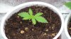 grow1_day23_08.jpg