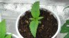 grow1_day23_11.jpg