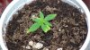 grow1_day23_12.jpg