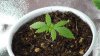 grow1_day24_03.jpg