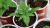 grow1_day24_07.jpg