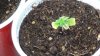 grow1_day24_08.jpg