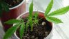 grow1_day24_11.jpg