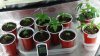 grow1_day24_12.jpg