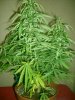 Trainwreck 48 Days Fully Vegged Pre Cloning.jpg