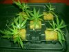 Trainwreck Clones Taken From 48 Days Fully Vegged.jpg