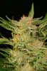 plushberry3 d700 013rs.jpg