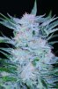 plushberry3 d700 017rs.jpg