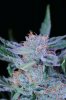 plushberry3 d700 018rs.jpg