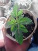 DNA'S  Snowcap. vegging. almost 2 weeks old. 05-15.jpg