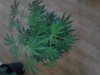 White Urkle Flowering. 05-15.jpg