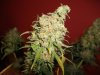 Herb Man Hustling  Week 11 Flowering Under 400w HPS 013.jpg