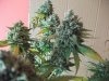 Herb Man Hustling  Week 11 Flowering Under 400w HPS 060.jpg