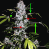 jackherer11.gif