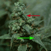 jackherer6.gif