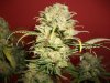 Herb Man Hustling  Week 11 Flowering Under 400w HPS 014.jpg