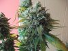 Herb Man Hustling  Week 11 Flowering Under 400w HPS 062.jpg