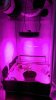 LED grow's 1st plant WhiteBerry.jpg