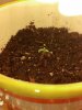 seedling day 2 close.jpg