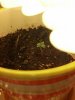 seedling day 3.jpg