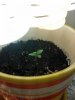 seedling day 4 close.jpg