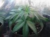 Casey Jones. going 2 start flower in 5 days. 05-25.jpg