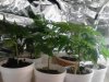 All previous strains clones. getting rdy 2 transplant all, then flower. 05-26.jpg