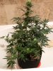 Dinafem White Widow Auto.jpg