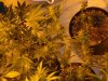 first_grow_237.jpg