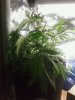 PIC-0533.jpg