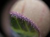 Smelly Fingerez, pink trichomes. 2.jpg