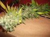 Herb Man Hustling After 11 Weeks Flowering, Cropping, Drying. 004.jpg