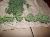 Herb Man Hustling After 11 Weeks Flowering, Cropping, Drying. 006.jpg