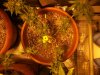 Herb Man Hustling After 11 Weeks Flowering, Cropping, Drying. 018.jpg