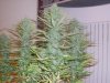 Trainwreck 20 Days Flower 1.jpg