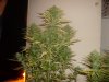 Trainwreck 20 Days Flower 2.jpg