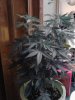 Blue Mammoth (auto) flowering. 06-01.jpg