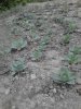 Cabbage patch. 06-05.jpg