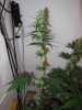 3wf-sativa2.jpg